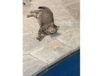 Adopt Alfie A Gray, Blue Or Silver Tabby Bengal (short Coat) Cat In New Albany