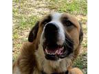 Adopt Max a Brown/Chocolate - with White Great Pyrenees / Mixed dog in