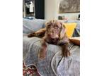 Adopt Winston a Brown/Chocolate Poodle (Standard) / Labrador Retriever / Mixed