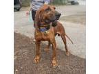 Adopt Crockett A Red/Golden/Orange/Chestnut Redbone Coonhound / Hound (Unknown