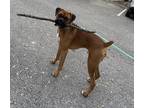 Adopt Tyson VIII A Tan/Yellow/Fawn Boxer / Mixed Dog In Austin, TX (37664628)