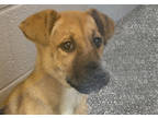 Adopt Rutti a Tan/Yellow/Fawn Black Mouth Cur / Mixed dog in Voorhees