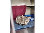 Adopt Quinn A Domestic Shorthair / Mixed (short Coat) Cat In Grand Forks