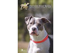 Adopt 62427a Loki A White American Staffordshire Terrier / Mixed Dog In North