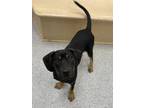 Adopt Creek a Black Labrador Retriever / Mixed dog in Elmira, NY (37664366)
