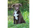 Adopt Firetower a Brown/Chocolate Labrador Retriever / Mixed dog in Elmira