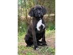 Adopt Fiona a Black Labrador Retriever / Boxer / Mixed dog in Elmira