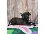 Adopt Opal a Black Terrier (Unknown Type, Small) / Catahoula Leopard Dog / Mixed