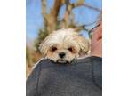 Adopt Cricket a Tan/Yellow/Fawn - with White Shih Tzu / Mixed dog in Whitewater