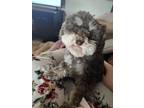 Adopt Pogo A Brown/Chocolate - With White Poodle (Miniature) / Schnauzer