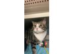 Adopt 62611a Tippi-Pounce Cat Cafe A Brown Or Chocolate Domestic Shorthair /