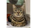 Adopt Kimmie a Brown Tabby Domestic Shorthair / Mixed (short coat) cat in