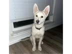 Adopt Piper a Husky / Mixed dog in Hartford, CT (37664155)