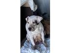 Adopt Moo Moo a American Pit Bull Terrier / Terrier (Unknown Type