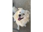 Adopt Poof a Australian Shepherd / Chow Chow / Mixed dog in Brownwood