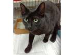 Adopt Pikette (Pike) a Domestic Shorthair / Mixed (short coat) cat in Brownwood