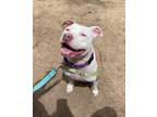 Adopt Brooklyn a American Pit Bull Terrier / Mixed dog in Christiansburg