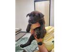 Adopt Asiago a Australian Cattle Dog / Hound (Unknown Type) / Mixed dog in
