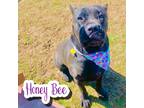 Adopt Honey Bee A Black Cane Corso / Mixed Dog In Louisville, OH (34385236)