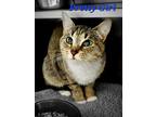 Adopt Pretty Girl a Domestic Shorthair / Mixed (short coat) cat in Cambridge
