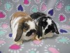 Adopt Angel & Grace (bonded Pair) A Lop, Holland / Mixed (short Coat) Rabbit In
