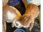 Adopt Cinnamon & Theo A Other/Unknown / Mixed (short Coat) Rabbit In Scotts