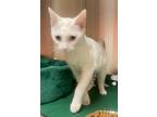 Adopt Saint a Domestic Shorthair / Mixed (short coat) cat in Logan