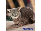 Adopt Mercury a Domestic Shorthair / Mixed (short coat) cat in Cambridge