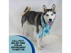 Adopt Louisiana a Black Siberian Husky / Mixed dog in Greenville, SC (37663806)
