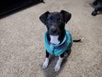 Adopt Max a Black - with White Rat Terrier / Jack Russell Terrier dog in Joppa
