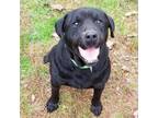Adopt Bear a Labrador Retriever / Mixed dog in Hamilton, GA (37663476)