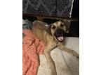 Adopt Yoshi a Tan/Yellow/Fawn - with White Black Mouth Cur / Great Dane / Mixed