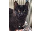 Adopt Poe a Domestic Mediumhair / Mixed (short coat) cat in Cedar Rapids