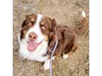 Adopt Luke A Australian Shepherd / Mixed Breed (Large) / Mixed Dog In Flagstaff