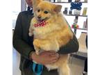 Adopt Noodle A Red/Golden/Orange/Chestnut Pomeranian / Mixed Dog In Taos
