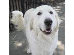 Adopt TOULOUSE a White - with Tan, Yellow or Fawn Great Pyrenees / Mixed dog in
