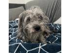 Adopt SAMMY a Gray/Silver/Salt & Pepper - with Black Poodle (Standard) / Terrier