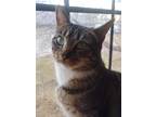 Adopt Pretzel a Brown Tabby Domestic Mediumhair / Mixed cat in Delta