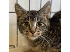 Adopt Pickle A Brown Or Chocolate Domestic Shorthair / Mixed Cat In Hattiesburg