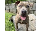 Adopt Alister A Brindle American Pit Bull Terrier / Mixed Dog In Starkville
