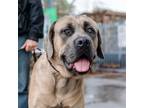 Adopt Tucker (ID# A0052255254) a Tan/Yellow/Fawn Mastiff / Mixed dog in Oakland