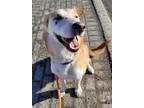Adopt Shieka a Siberian Husky / Golden Retriever / Mixed dog in Sudbury