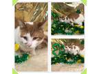 Adopt CEDAR A Orange Or Red Tabby Domestic Shorthair (short Coat) Cat In