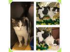 Adopt GRIFFIN a Gray, Blue or Silver Tabby Domestic Shorthair (short coat) cat