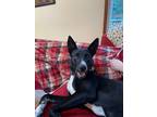 Adopt Zissou a Black - with White Australian Cattle Dog / Border Collie / Mixed