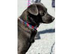 Adopt Lady a Black Dachshund / Beagle / Mixed dog in Locust Fork, AL (37658374)