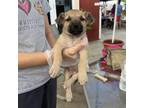 Adopt Woolite A Tan/Yellow/Fawn Mixed Breed (Small) / Mixed Dog In St.