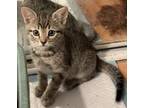 Adopt Haymitch A Brown Tabby Domestic Shorthair Cat In Panama City Beach