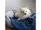 Adopt Teddy a White - with Tan, Yellow or Fawn Pomeranian / Mixed dog in