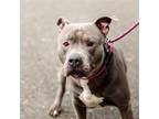 Adopt Arnie (ID# A0052238498) a American Pit Bull Terrier / Mixed dog in